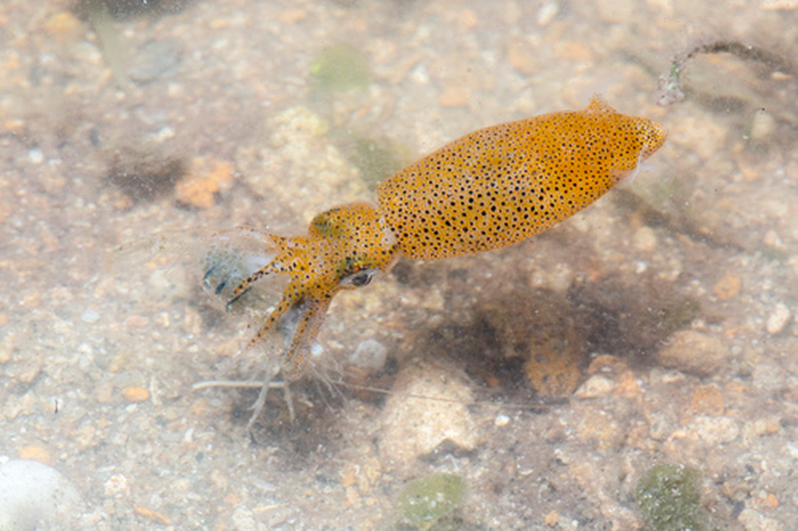 Khi mới nở, con non có kích thước tương đối lớn, có thể săn tôm ngay, chúng chỉ sống được hai hoặc ba tháng.