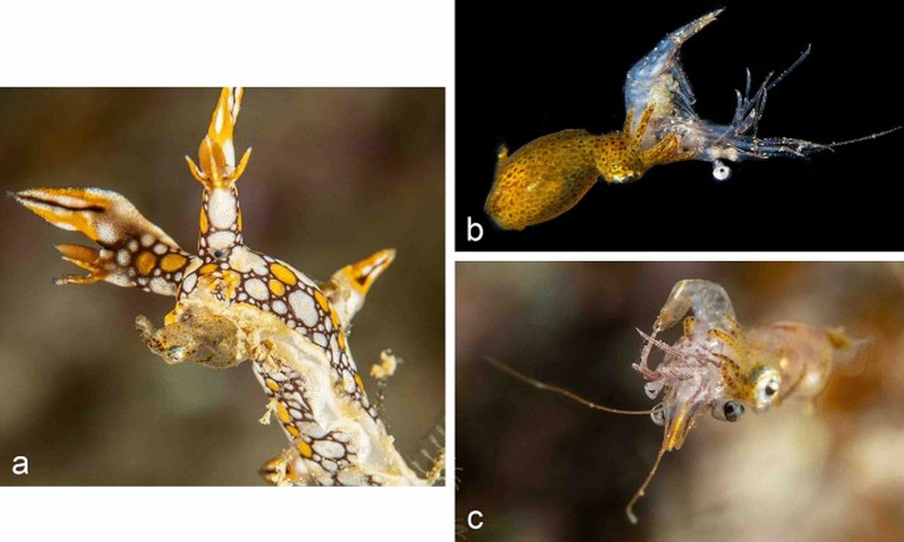 Điều này đã truyền cảm hứng cho ông đặt cho chúng cái tên đặc trưng cho loài của chúng, jujutsu, theo tên môn võ thuật.