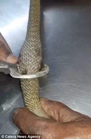 Dùng kìm cắt bẫy sắt.