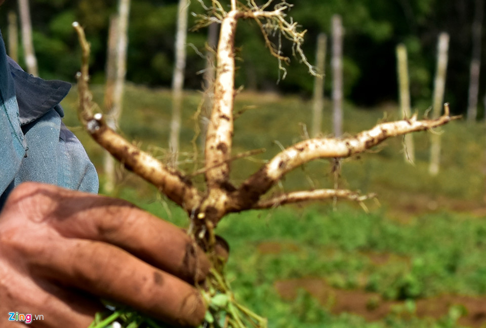 Trải qua nhiều lần thất bại, đến nay ông Đại đã gieo hạt nhân giống thành công giống sâm dây và cây đương quy với tỷ lệ ươm mầm đạt hơn 90%. "Năm ngoái, gia đình tôi thu hoạch bán ra thị trường khoảng 10 tấn củ và cây giống sâm dây, đương quy thu về hơn 1 tỷ đồng. Hiện trang trại tiếp tục nhân khoảng 2 triệu cây giống sâm dây và 30.000 cây giống đương quy bán ra thị trường", chủ trang trại thổ lộ.