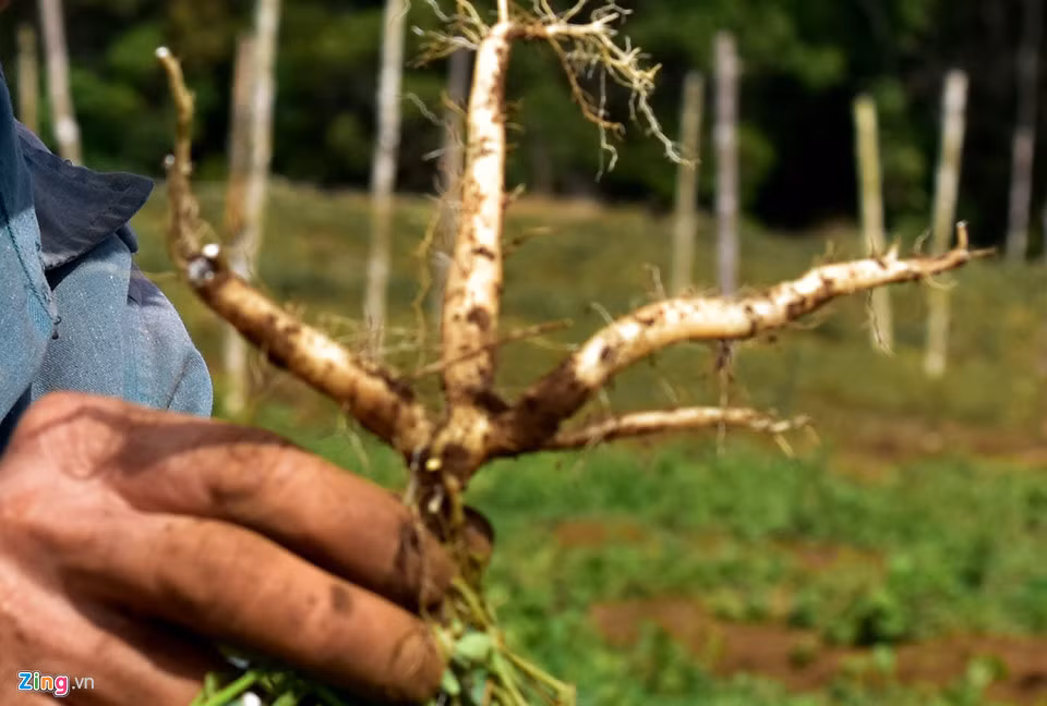 Trải qua nhiều lần thất bại, đến nay ông Đại đã gieo hạt nhân giống thành công giống sâm dây và cây đương quy với tỷ lệ ươm mầm đạt hơn 90%. "Năm ngoái, gia đình tôi thu hoạch bán ra thị trường khoảng 10 tấn củ và cây giống sâm dây, đương quy thu về hơn 1 tỷ đồng. Hiện trang trại tiếp tục nhân khoảng 2 triệu cây giống sâm dây và 30.000 cây giống đương quy bán ra thị trường", chủ trang trại thổ lộ.