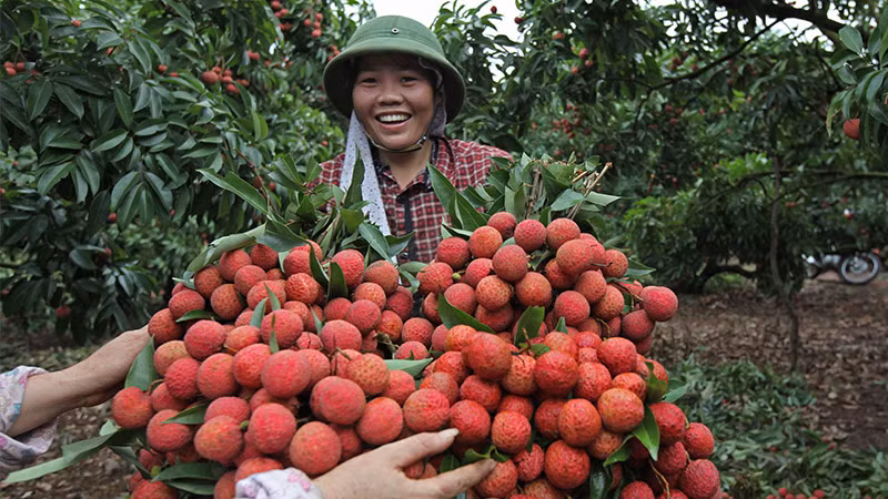 Nhờ bán được giá cao, người dân Lục Ngạn bấy giờ đã thoát cảnh đói nghèo, vươn lên làm giàu. Bởi chỉ cần bán 1 tạ vải người dân có thể mua được 1 tấn lúa.
