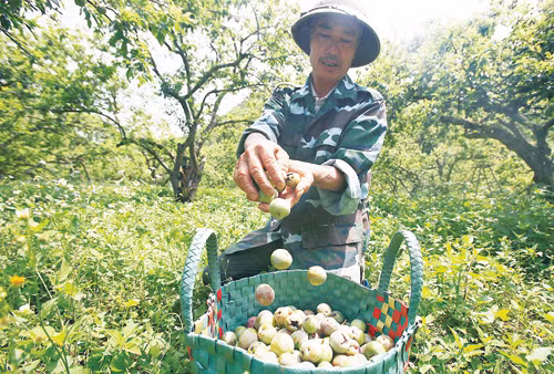 Huyện Mộc Châu (Sơn La) có 700ha diện tích trồng mận, trong đó thung lũng Nà Ka (thuộc xã Tân Lập, tiểu khu Pa Khen I) được cho là thủ phủ của vùng mận. Những khu đất mênh mông trải một màu xanh của lá và quả mận sắp vào vụ thu hoạch. Tuy nhiên, vựa mận năm nay mất mùa nghiêm trọng do bị ảnh hưởng bởi mưa đá hồi trung tuần tháng 4/2018.