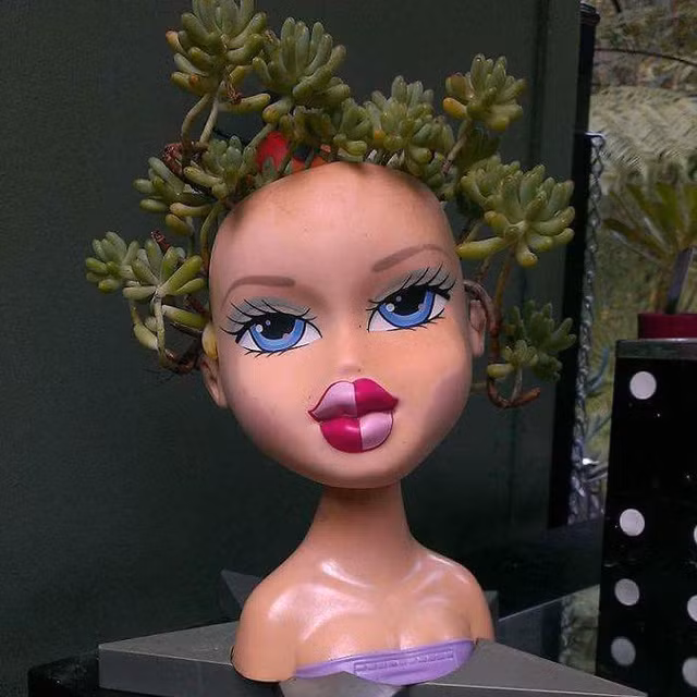 Những loại cây cảnh thường được trồng trong búp bê là sen đá, cây mọng nước như xương rồng, bỏng nước.