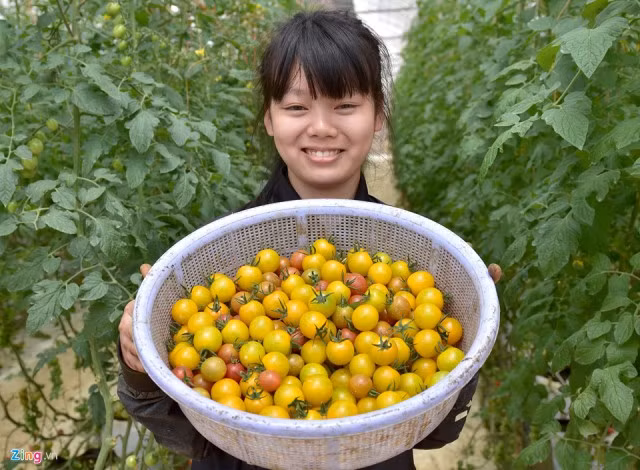 Công nhân thu hoạch cà chua sạch trong nhà kính ở Măng Đen.