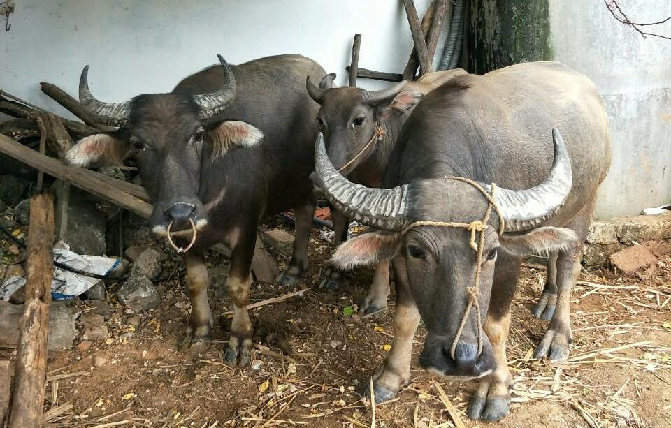 Dang mai xem World Cup 2018, trom dot nhap 