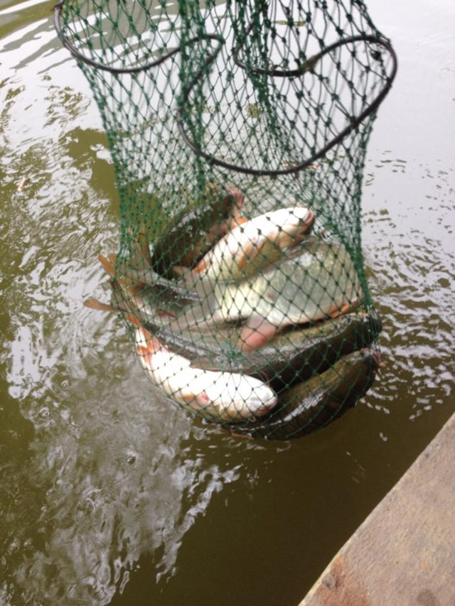 Do hiệu quả kinh tế mang lại, cá bỗng đang được nhân giống và nuôi thâm canh tại một số địa phương. Ảnh: Ca Bong.