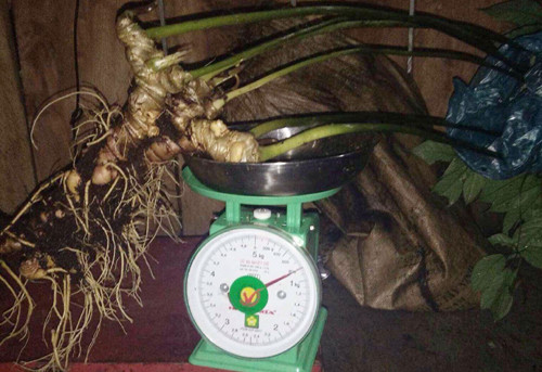 Củ sâm Ngọc Linh gần một kg. Ảnh: Vnexpress