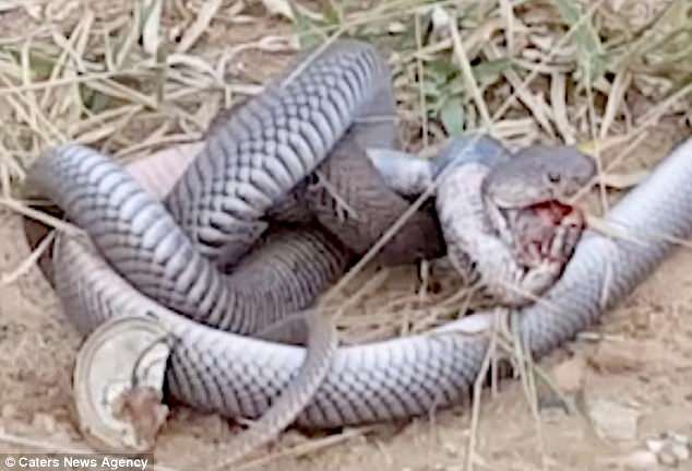 Một người đi đường phát hiện ra hai con rắn hổ mang đã quyết định tách chúng ra khỏi nhau.