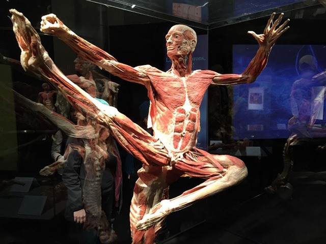 Một xác người nhựa hóa trưng bày trong triển lãm.
