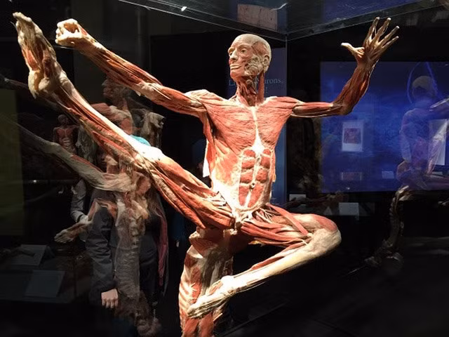 Một xác người nhựa hóa trưng bày trong triển lãm.