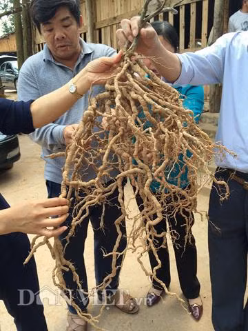 Mỗi gốc cây ba kích sẽ cho thu hoạch 3,5 - 4kg củ tươi, với giá bán từ 200.000 – 250.000 đồng/kg