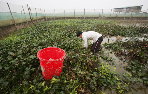 Vào thời điểm trước khi rắn đẻ, người nuôi phải dọn lại chuồng nuôi lần cuối. Bể nuôi rắn luôn giữ ở nhiệt độ trên dưới 22 độ C, nếu không rắn sẽ chết.