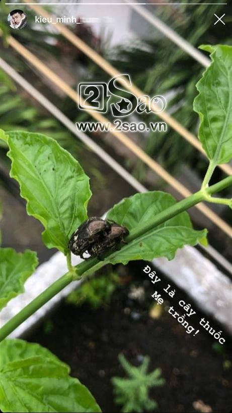 An Nguy nhe nhang “bat mi” dang o cung voi Kieu Minh Tuan?