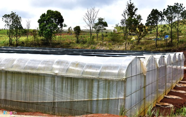 Ông Bùi Văn Hùng, Giám đốc Công ty TNHH Nông nghiệp xanh Măng Đen, lý giải vùng đất này có lợi thế khí hậu ôn đới, quanh năm mát mẻ, nhiệt độ từ 16-20 độ C nên doanh nghiệp chọn nơi đây đầu tư dự án cà chua Sizhuka (Nhật Bản). "Chúng tôi đầu tư 4 tỷ làm ba nhà kính sản xuất trên diện tích 0,5 ha trồng giống cà chua sạch siêu trái này. Hiện trang trại đã cho thu hoạch khoảng 10 tấn quả đầu tiên", ông Hùng nói.