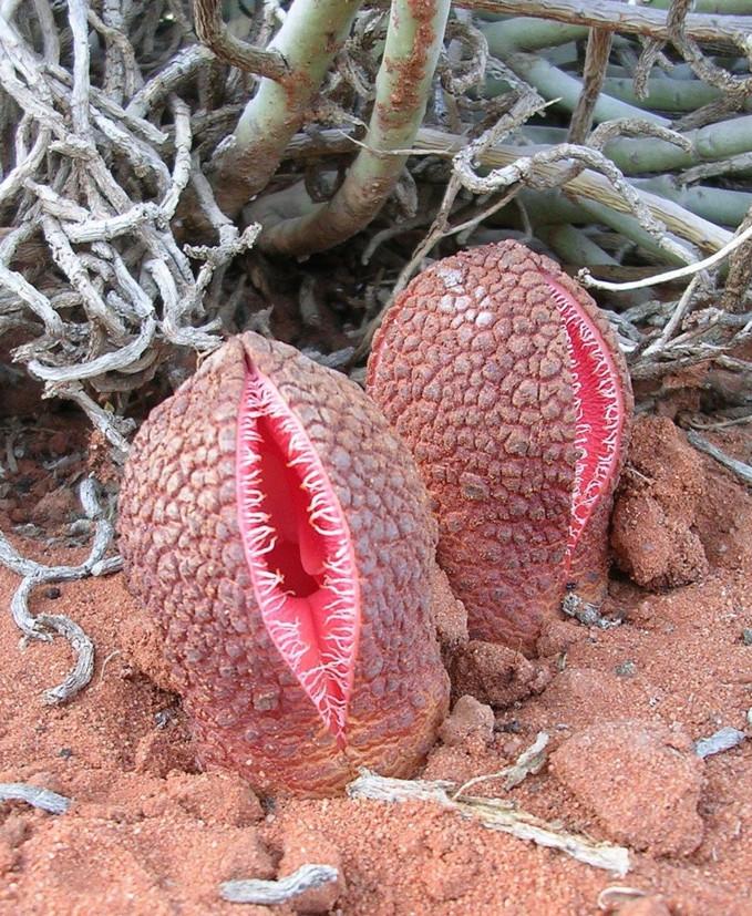  Hoa "vùng nhạy cảm": Với tên gọi Hydnora Africana, loài cây độc dị này có thể khiến người ta phải đỏ mặt khi chiêm ngưỡng. Sống ở những vùng đất khô hạn, chúng ký sinh lên rễ cây chủ và hút nước cùng chất dinh dưỡng trên đó.