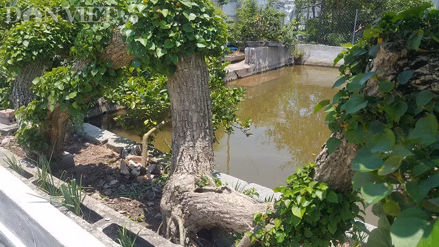 Nói về quá trình chơi cây, ông Túy cho hay: "Cây này trước mọc dại ở bờ sông trong nhà một hộ dân, tuy mọc dại nhưng cây lại có thân thế rất đẹp khiến tôi vô cùng thích thú. Phải mất nhiều lần đến thuyết phục, đến năm 2009 gia đình có cây đó mới chịu bán".