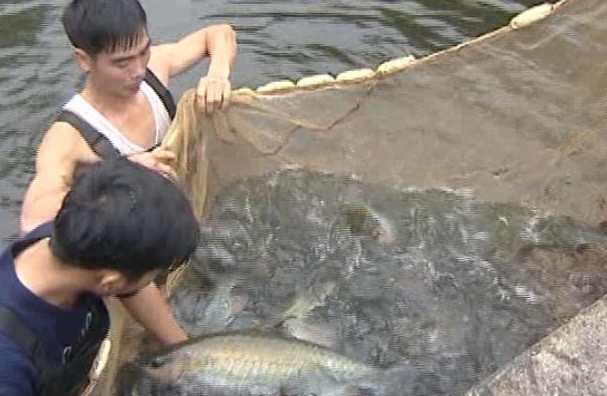 Cá Bỗng-loài cá quý được mệnh danh là cá tiến vua đang được người dân huyện Bắc Mê nuôi trong ao, hồ-nơi có nước chảy.