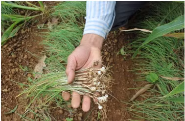 Muon ran khong bo vao nha hay thu nhung cach duoi ran nay