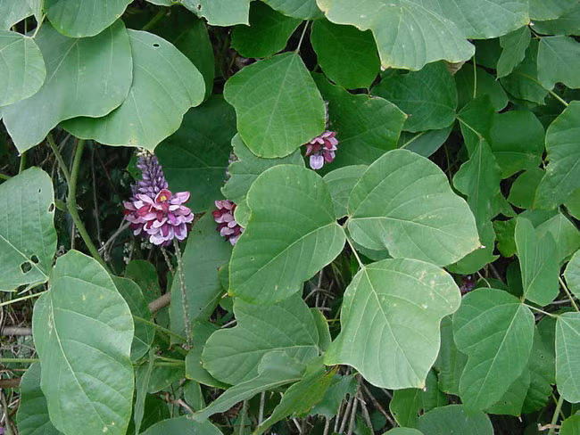 Muon ran khong bo vao nha hay thu nhung cach duoi ran nay-Hinh-3