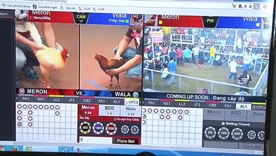 Các đối tượng cá cược đá gà qua mạng internet