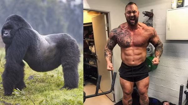 Björnsson sẽ khó đánh lại khỉ đột.