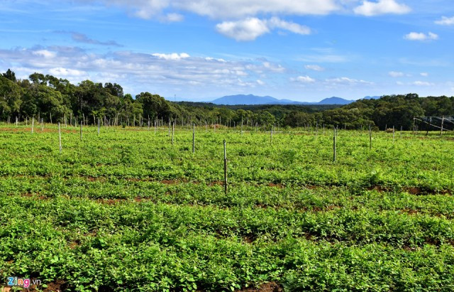 Trang trại sâm dây và cây đương quy rộng 7 ha ở xã Đắk Long (huyện Kon Plông) của gia đình ông Hà Văn Đại.