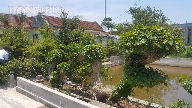  Cây na nước nói trên thuộc quyền sở hữu của ông Lưu Văn Túy, 67 tuổi, xã Nghĩa Hồng, huyện Nghĩa Hưng (Nam Định), hiện cây đang được nhiều dân chơi cây cảnh ở một số tỉnh chú ý và đến thăm quan, đặt mua.