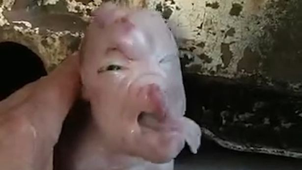 Lợn con mới sinh có khuôn mặt giống như người, hít thở vô cùng khó khăn…