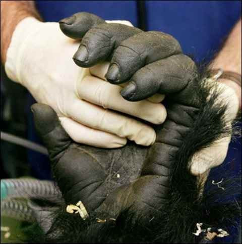 Bày tay dày và cứng của khỉ đột.