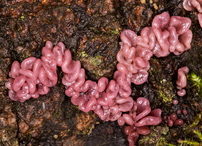  Nấm ruột non: Đây là loại nấm ký sinh mọc nhiều trên thân cây sưa, nhìn sơ bên ngoài, loài nấm này chẳng khác gì ruột non. Chúng mọc nhiều ở Anh, Ireland, lục địa châu Âu và Úc.