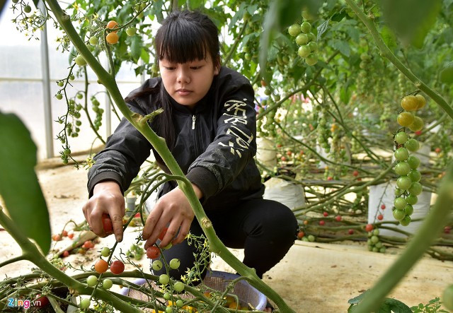 Chị Ngô Phương Ly, cán bộ kỹ thuật công ty này, cho hay sau ba tháng trồng, giống cà chua Nhật này cho thu hoạch. Trung bình mỗi cây có hai nhánh đạt năng suất khoảng 12 kg quả. Theo thị trường hiện nay, mỗi kg cà chua Nhật bán cho các siêu thị 60.000 đồng.