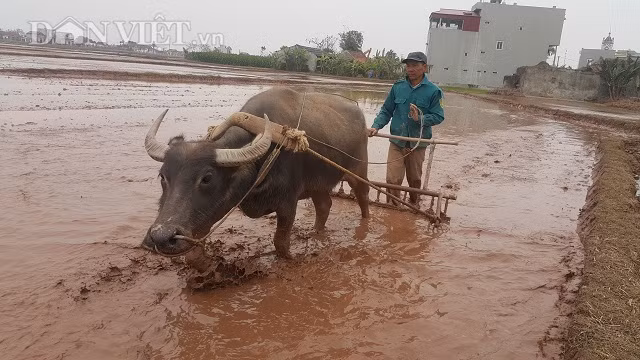 Bất chấp cái lạnh cắt da, cắt thịt, người đàn ông này vẫn đưa trâu xuống đồng bừa vì vừa có nước đổ ải về.