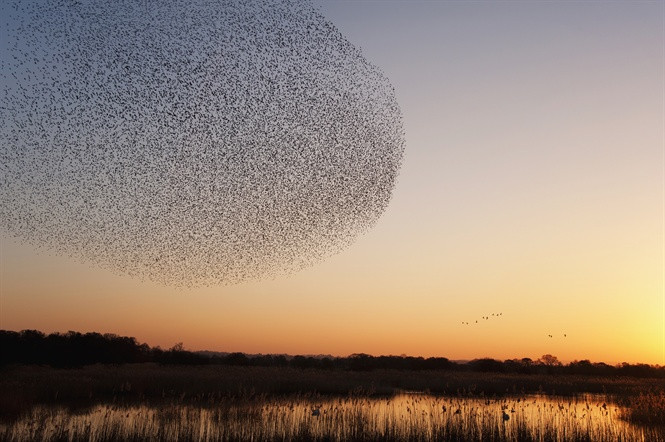 Một “đám mây” châu chấu. Ảnh: National Geographic