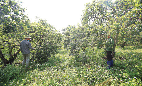 Đang vào thời điểm thu hoạch mận xanh, giá mận từ 40.000 đồng/kg. Mỗi ngày một gia đình căng sức hái có thể được 100kg.