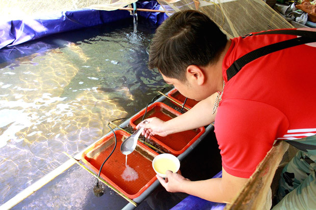 Anh Trần Thanh Hải chăm sóc cá Bỗng giống.