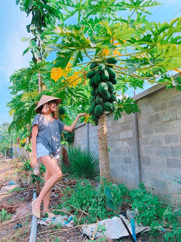 Bà mẹ 4 con trẻ nhất showbiz Việt cũng không quên tạo dáng bên cây đu đu trĩu quả.