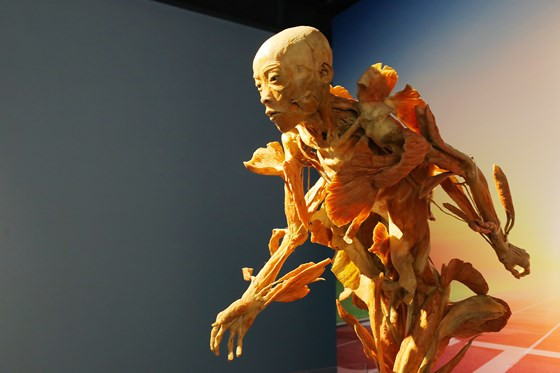 Trien lam xac nguoi nhua hoa bi tam ngung, du luan noi gi?