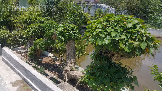 Cây na nước là cây mọc dại và có sức sống rất mãnh liệt, dù trên bờ hay dưới nước cây đều có thể sống được. Cây có đường kính thân khoảng 20cm, dài hơn 5m và cao gần 1,5 m, uốn lượn như một con rồng đang bay.