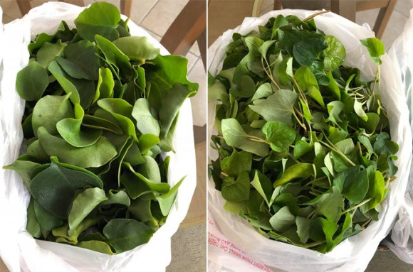 Mẹ bạn trai hái rau trong vườn đem sang tận nhà cho Thanh Thảo.