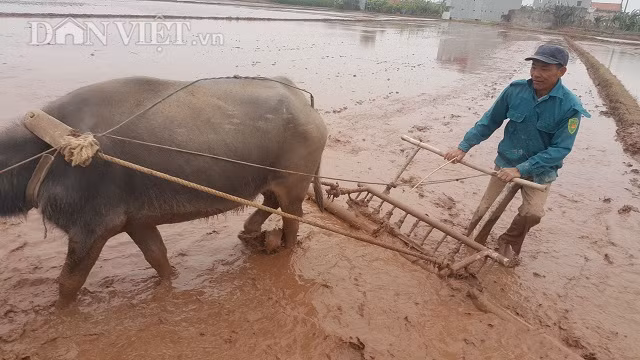 “Trên bờ thì thấy lạnh vậy thôi, chứ xuống làm một lúc là người nó nóng lên ngay thôi nên cảm thấy bình thường, chứ không lạnh lắm ” ông Luyện vui vẻ cho biết thêm.