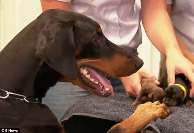 "Siêu chó mẹ" Sassy bên những chú chó con vừa ra đời. (Ảnh: Dailymail.co.uk)