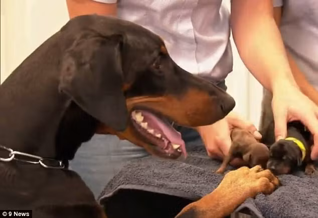 "Siêu chó mẹ" Sassy bên những chú chó con vừa ra đời. (Ảnh: Dailymail.co.uk) "Siêu chó mẹ" Sassy bên những chú chó con vừa ra đời. (Ảnh: Dailymail.co.uk)