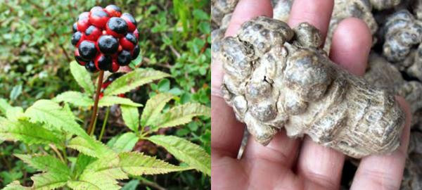 Cây tam thất thường ra hoa mỗi năm 1 lần vào tháng 7-8 dương lịch. Củ tam thất càng lâu năm, càng quý, giá bán có thể lên tới vài triệu đồng/kg. (Ảnh: I.T)