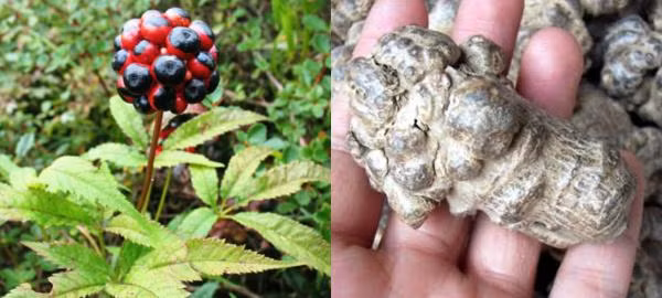 Cây tam thất thường ra hoa mỗi năm 1 lần vào tháng 7-8 dương lịch. Củ tam thất càng lâu năm, càng quý, giá bán có thể lên tới vài triệu đồng/kg. (Ảnh: I.T)