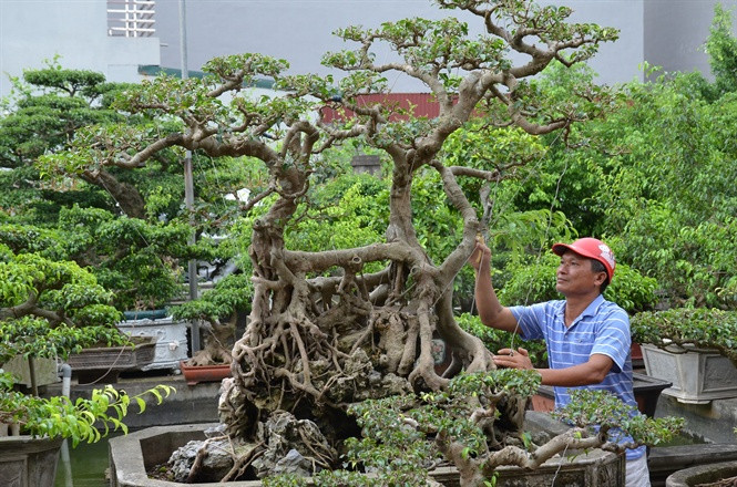 Chuyen truyen ky ve ga do te co vuon cay canh nhat nhi mien Bac-Hinh-4