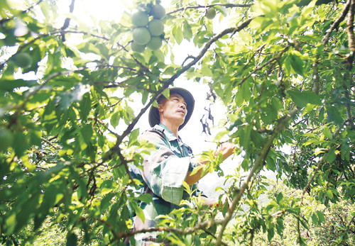 Mỗi ngày gia đình huy động từ 2 - 4 người làm việc thường xuyên từ 6 giờ sáng đến 18 giờ. Trận mưa đá kéo dài 20 phút vào thời điểm quả mận đang lớn khiến sản lượng sụt giảm nghiêm trọng.