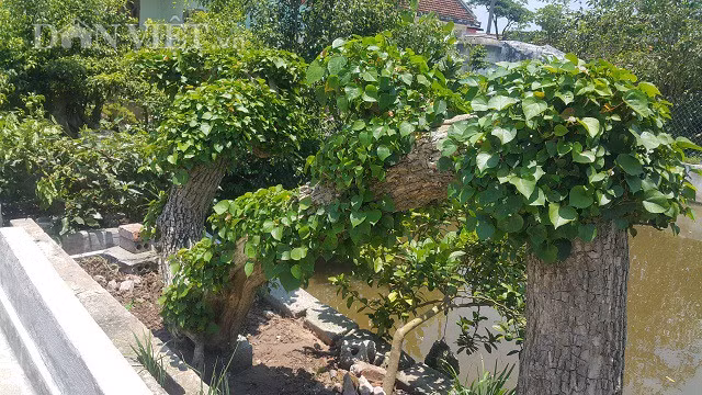 Hiện cây đang được nhiều dân trong chơi trong và ngoài tỉnh chú ý đến thăm quan, chiêm ngưỡng.