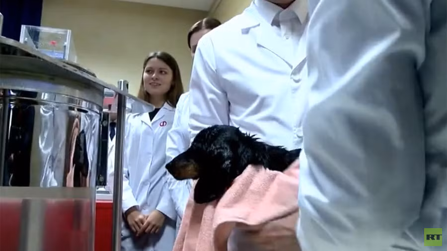 Chú chó sống sót sau một khoảng thời gian thở trong loại chất lỏng đặc biệt.