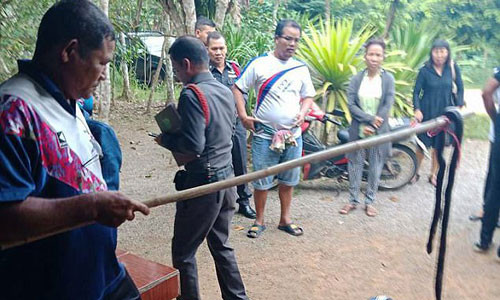 Thủ phạm được xác định là rắn hổ mang dài khoảng 2 mét.